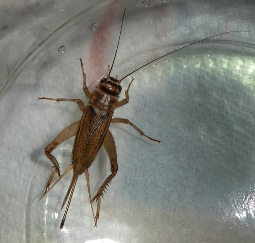 Acheta domesticus